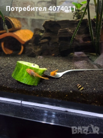 воален анцитрус , снимка 3 - Рибки - 53917399