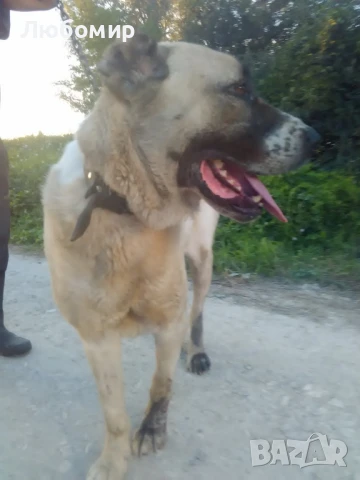 Мъжки кангали, снимка 1