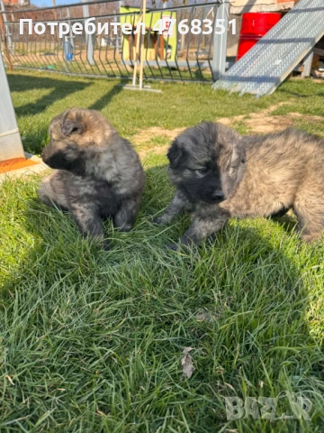 Чистокръвни шарпланинци, снимка 2 - Други - 53868200