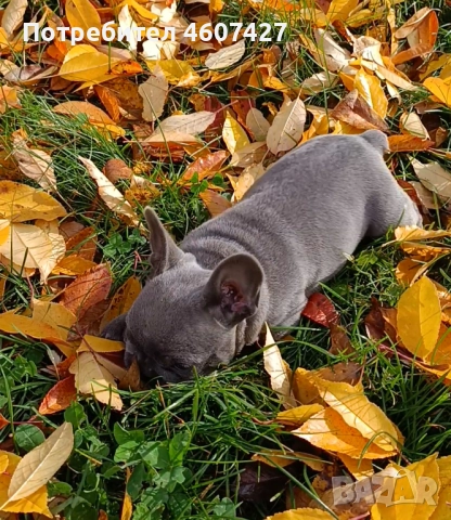 Френски булдог, снимка 4 - Френски булдог - 52350925