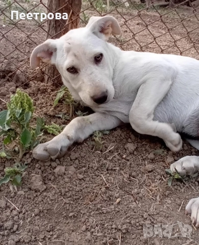 Лабрадор ретривър на три месеца - женски., снимка 4 - Лабрадор ретривър - 51662656