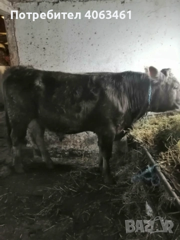 Продавам теле , снимка 3 - Крави - 53304308