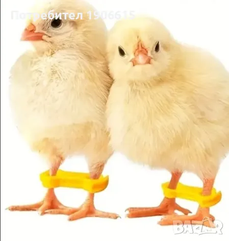 Скоби за криви крачета на пилета 