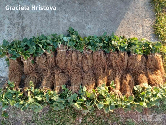 Продавам разсад ягоди 