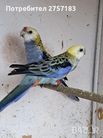 продавам чифт белоглава розела, снимка 6 - Папагали - 54003221
