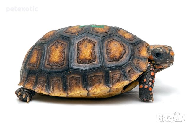 Сухоземна Червенопетниста Костенурка Карбонария - Red-footed tortoise, Chelonoidis carbonarius, снимка 14 - Костенурки - 46069773