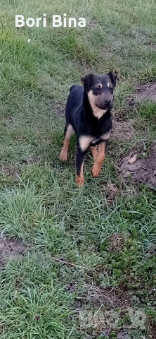 як териерче 