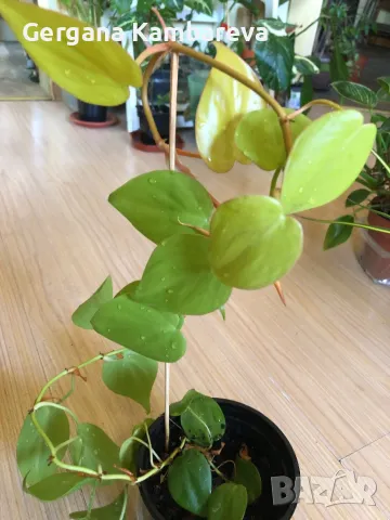 Philodendron hederaceum Lemon Lime , снимка 4 - Стайни растения - 47169092