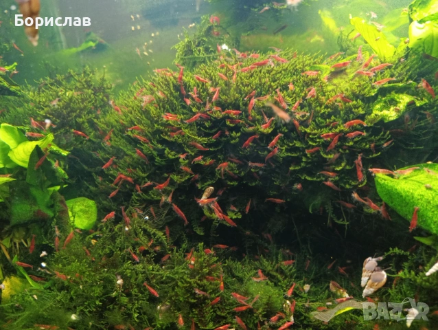 Охлюви мелания спираловидни. Скариди ред чери неокаридина., снимка 6 - Други - 53207101