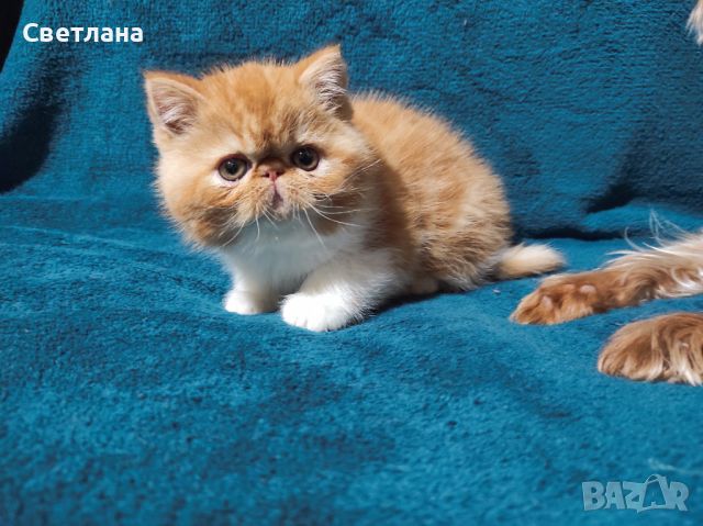  екзотични късокосмести котета ❤️, снимка 5 - Персийска - 44859852