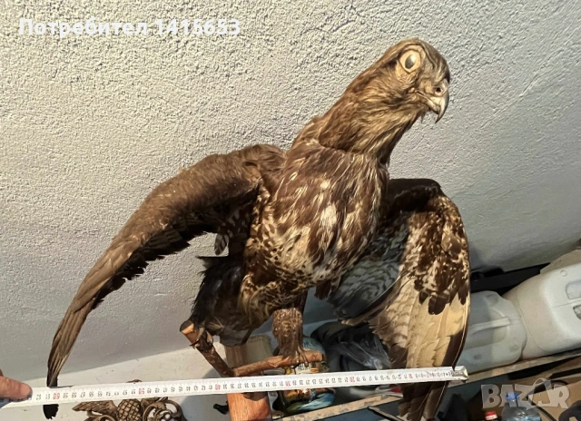 Продавам препарирана птица, снимка 4 - Антикварни и старинни предмети - 53434023