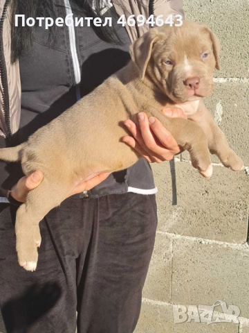 Американско Були XL, снимка 11 - Други - 52922235