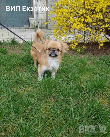 ПРОДАВА ПЕКИНЕЗИ