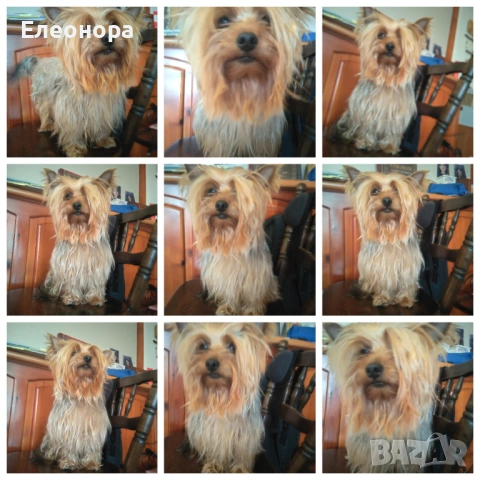 Йоркширски териер  