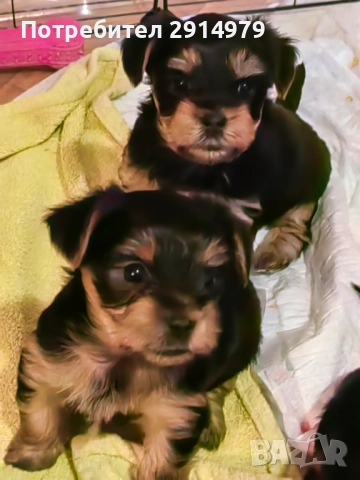 Сладки йоркита очакват своите любящи стопани, снимка 2 - Йоркширски териер - 52329354