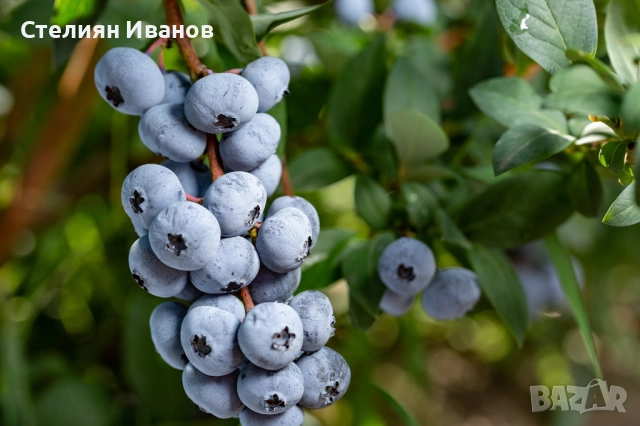 Едроплодни американски боровинки (Vaccinium corymbosum 'Chandler'), снимка 2 - Градински цветя и растения - 52354243