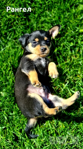 Пинчери , снимка 4 - Пинчер - 53706784