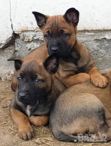 Чистокръвни кученца Белгийска овчарка-Малиноа , снимка 2 - Белгийска овчарка - 53332595