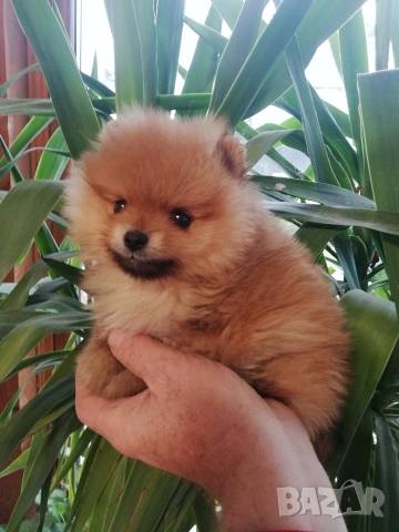 Померан, снимка 2 - Померан - 53244856