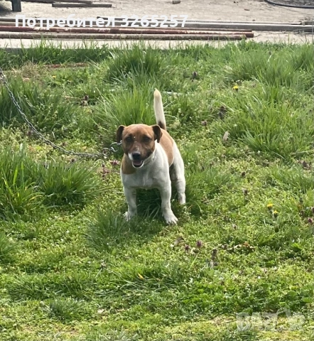 Продавам мини Джак Ръсел териер , снимка 5 - Джак ръсел териер - 54012234