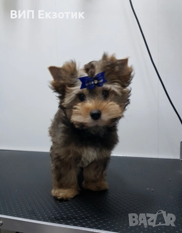 ПРОДАВА ЙОРКШИРСКИ ТЕРИЕР