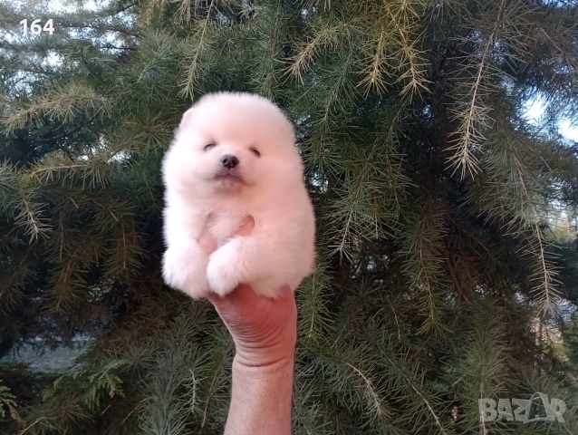 Бели и кремави  Шпицлета. , снимка 2 - Шпиц - 53902538