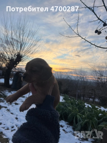 Смесени кокер шпаньоли – 6 свободни, могат да се запазят, снимка 3 - Кокер шпаньол - 52988551