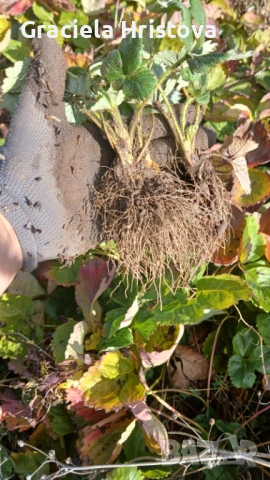 Разсад ягоди , снимка 6 - Градински цветя и растения - 53368603