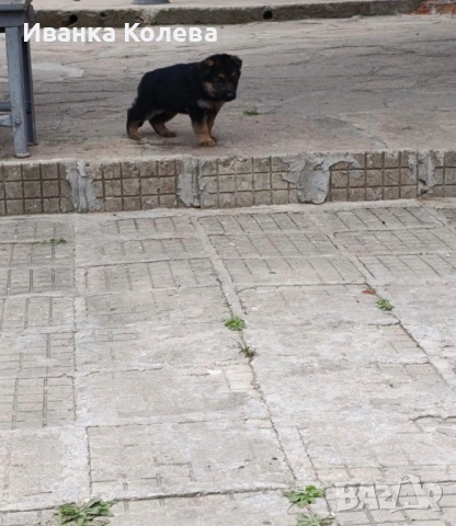 Продавам немски овчарки на 45 дена, снимка 4 - Немска овчарка - 53771415