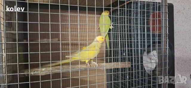 Папагали Малък Александър /двойка, снимка 8 - Папагали - 43090136