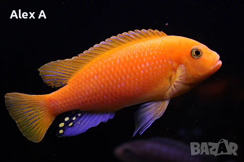 Червена зебра (Metriaclima estherae)