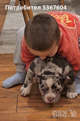 Американско були покет