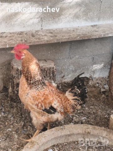 Продавам петли за клане за Петльовден или за разплод, снимка 10 - Кокошки и пуйки - 53021356