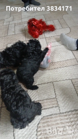 Малки игриви момичета си търсят своя нов дом, снимка 2 - Пудели - 53063476