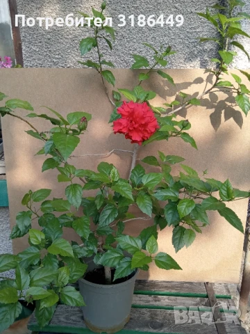Китайска роза, червена, кичеста, снимка 3 - Стайни растения - 51421014