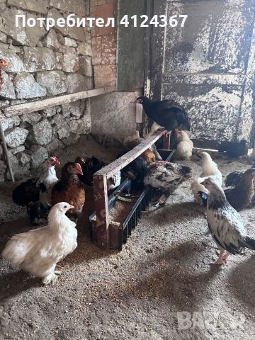 Продавам домашни пилета, снимка 3 - Кокошки и пуйки - 46125304