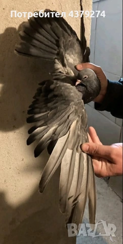 Николаевски пеперуди, снимка 2 - Гълъби - 54031886