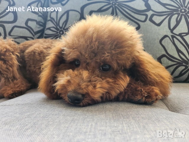 женски мини пудел, снимка 3 - Пудели - 52698686