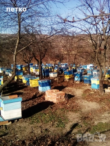 Продавам пчелни семейства