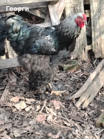 Продавам петли Брама и Каюги, снимка 4 - други­ - 52947667