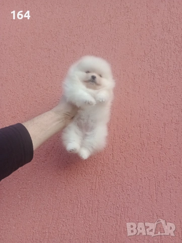 Женски мини Померан. Реални снимки от 08.02.26 г. , снимка 7 - Померан - 53455201