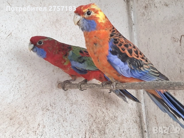 продавам папагали пенантова розела, снимка 6 - Папагали - 53993581