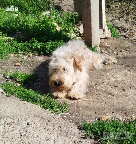 ирландски пшеничен териер , снимка 3 - Йоркширски териер - 54098900