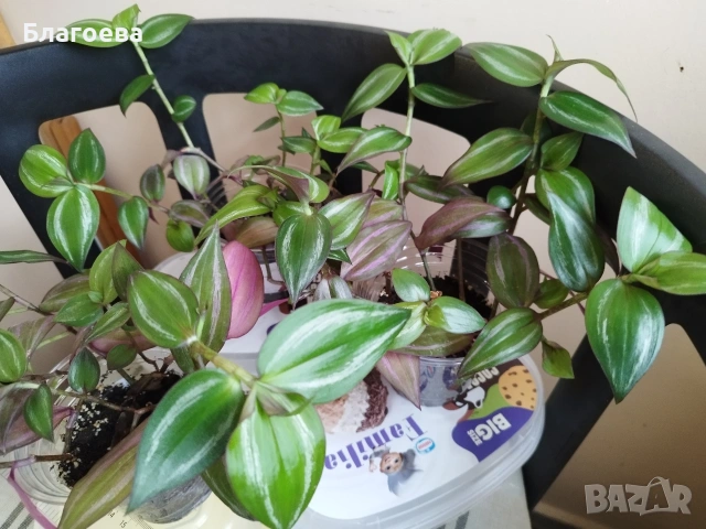 Традесканция 3 бр за 4.50 €