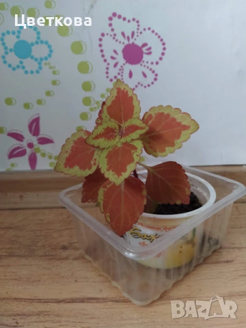 7 различни копривки+подарък и отстъпка, снимка 4 - Стайни растения - 53475491