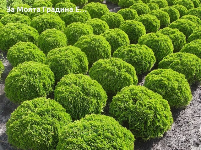 Кълбовидна Туя - Западна Даника, снимка 3 - Градински цветя и растения - 54020326