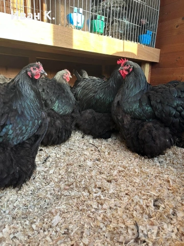 Продавам черен Орпингтон. , снимка 13 - Кокошки и пуйки - 53829349