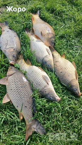 Шарани диви елитни , снимка 2 - Екипировка - 54015610