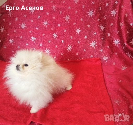 Чистокръвно мини Померанче!, снимка 5 - Померан - 54251251