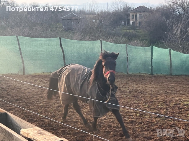 Каракачанска, снимка 2 - Коне - 53701803